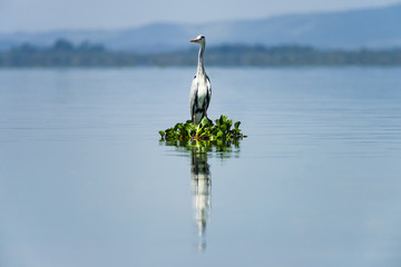 A grey heron (Ardea cinerea) standing on a floating patch of water hyacinth, Lake Naivasha, Kenya