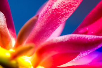 Macro shot of a pink cactus blossom on a clear blue sky background on a sunny summer day