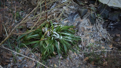 plants in the winter garden