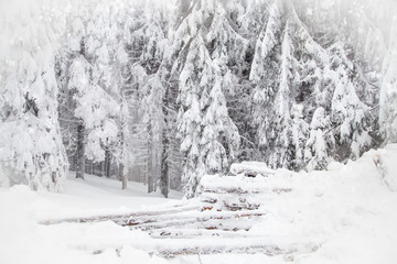 Snowy fir trees winter wonderland background