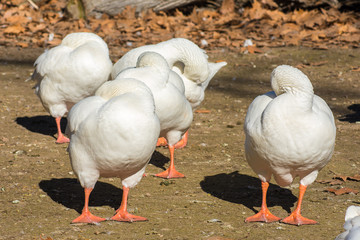 Geese by the river in Aranjuez, Spain.