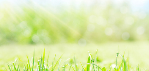 Hintergrund- und Banner- Konzept Gras, Frühling, Ostern, Natur, mit Sonnenstrahlen und Bokeh