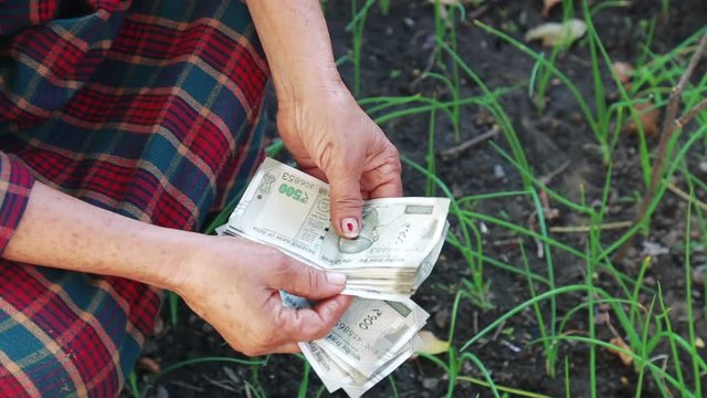 Close up of women farmer hand counting five hundred paper Indian money rupees in front of lush green farm, concept of making money in Agriculture