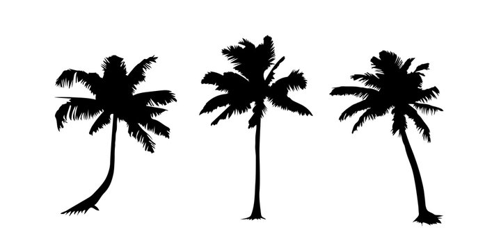 set of black palm trees on white background