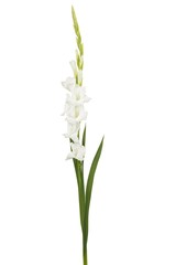 White gladiolus flower