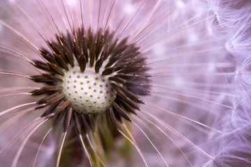 Macro shot of a dandelion seeds 