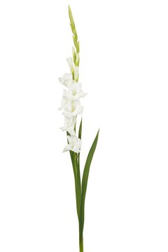 White Gladiolus Flower