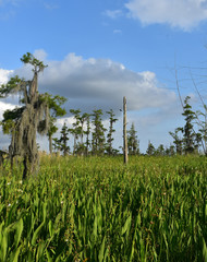 Thick Marsh Grass Growing in the Marsh and Wetlands