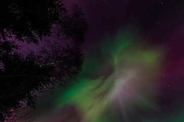 Northern Lights in Central Finland with trees in the foreground