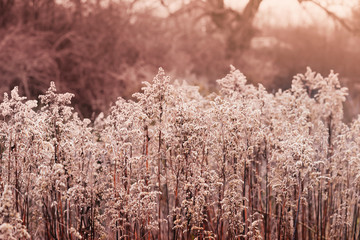 Soft focus of dry wild flower in the winter on dark pink and  dark orang tone, Selective focus of dried flowers in winter forest, New colour tone with copy space for Valentines background
