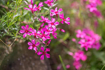 Obraz premium Purple flowers of a styloid phlox in the spring. Siberian country house