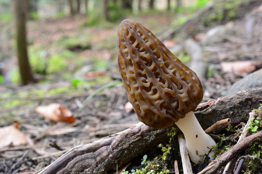 One single Black morel, copy spaceon the left