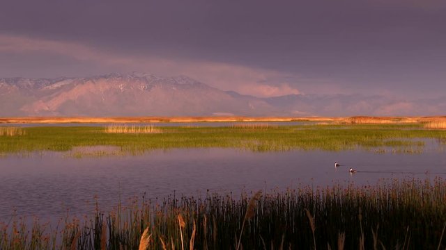 Pair of Western Grebes swimming together with mountains in background. Bear River National  Migratory Bird Refuge in Utah near the Great Salt Lake at sunset.