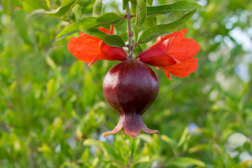 Juicy colorful pomegranate on tree branch with foliage on the background. Bright photo with red flower and garnet fruit hanging on tree