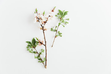 white blossom flowers.flat lay.white background.minimalistic stylish.