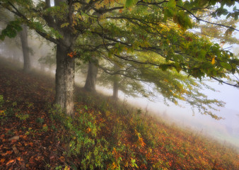 foggy forest. Autumn sunrise in the fairy forest. scenic dawn