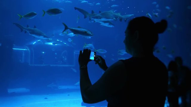 Woman taking picture of fish in water in 4k slow motion 60fps