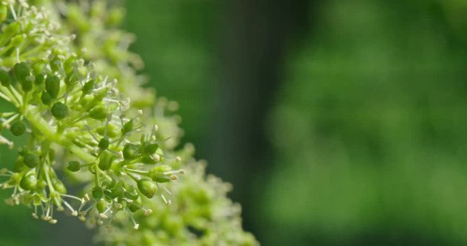 Grappo d'uva in primavera