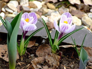 Two little spring purple crocuses 