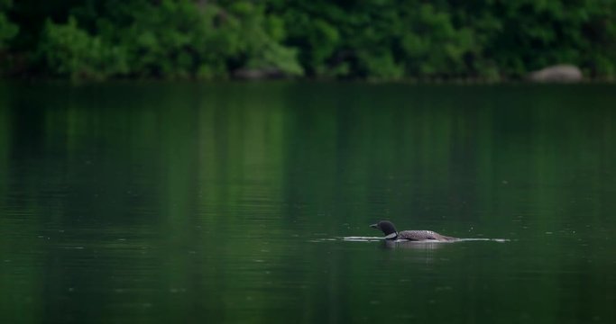 Gorgeous shot of a loon rearing up and flapping its wings on a fresh water lake. 4K slow motion.