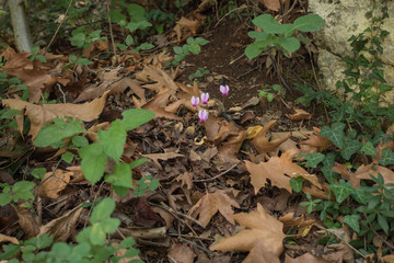 wild pink flowers growing in the forest