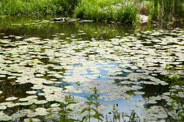 Be calm like a calm lake. Pond in summer. Pond landscape. Lily pond in summer park. Garden pond on natural landscape. Small lake with marsh plants and lilies. Water garden or natural pool
