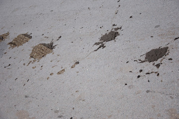 Traces on road. Tire tracks and animal excrement on rural road. Tire tread imprint and droppings. Livestock manure on concrete surface. Tire marks over cow poop on asphalt road. Rural living