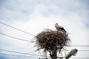 A graceful bird. Large migratory bird with black and white plumage. White stork and nestling on cloudy sky. Stork family. Stork in stick nest on electrci pole. Stork returning to the nest in spring