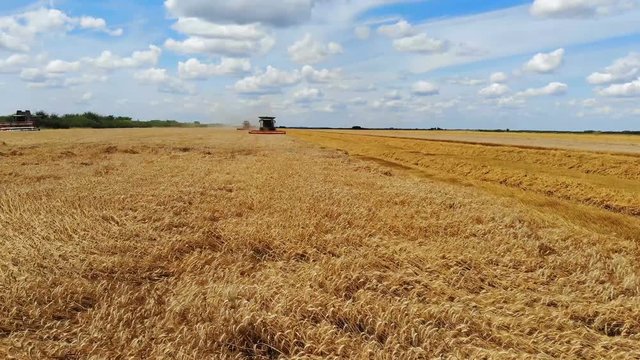 Wheat harvest. Drone shot of combine harvesters working on wheat field