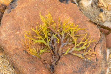 Closeup of marine algae from the shoreline. lying on a stone pebble. green and yellowcolors. wallpaper or background