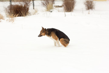the dog on the walk sat down on the snow in toilet