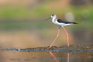 Black winged stilt, Bera Jawai  hills, Pali district, Rajasthan, India.