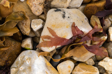Closeup of marine algae from the shoreline lying on a stone pebble. purple red and yellow colors wallpaper or background