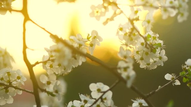 cherry tree blossom background. Spring scene. Blooming plum trees in orchard. Cherry spring flowers closeup. Springtime. Slow motion 4K UHD video