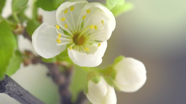 Plum tree flowers blooming closeup. Gardening concept. Blossoming plum tree. Time lapse. 4K UHD video 3840X2160