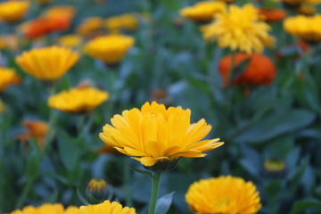 Beautiful yellow and orange flowers in the garden captured in sunlight.