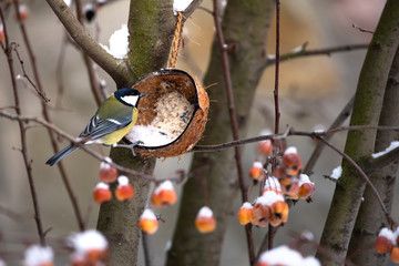 Great tit eats on a tree