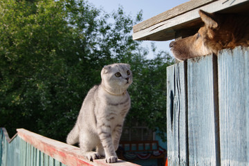 scottish lop-eared cat