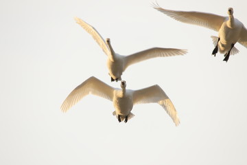 ハクチョウ　Swans