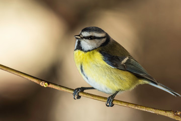 Oiseaux du Grésivaudan - Isère.
