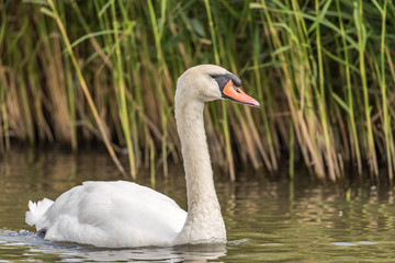White swan swimming in the river with reeds in the background.
