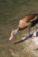 Red-billed black bellied whistling duck standing at the river bank drinking or looking at his...