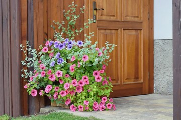 Varieties of petunia and surfinia flowers in the pot in front the door