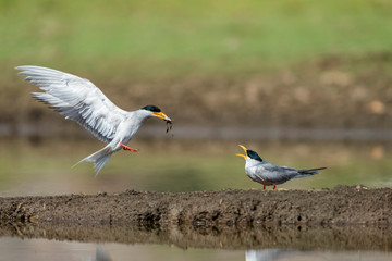 River Terns Feeding at Bera hills, Bera Jawai, Rajasthan, India.