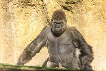 A western lowland silverback male gorilla, sitting on the ground and looking straight ahead