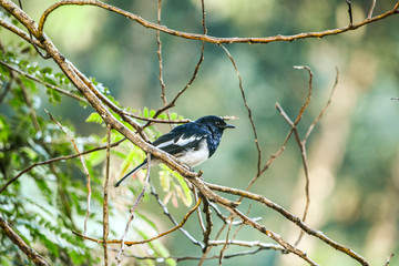 sri lanka, polkichcha, Oriental magpie-robin, bird, black and white, nature, natural, peace 