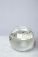 Aquarium