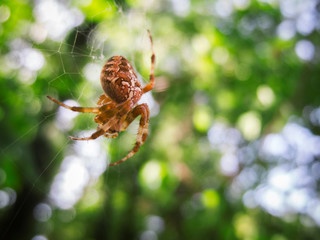 Cross spider in the net