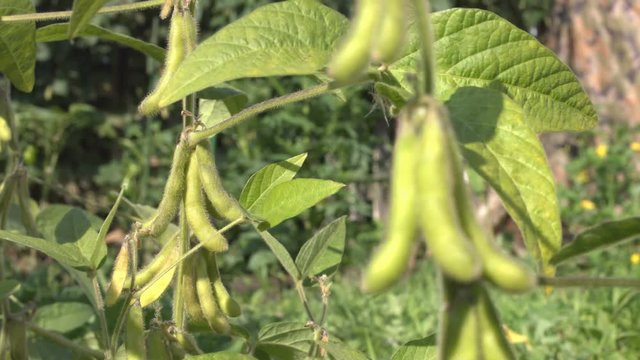Growing soy in the garden.
Soy grows in garden. Soybean pods hang on branches. Focus shifts from first view to back view. leaves are moving by the wind.