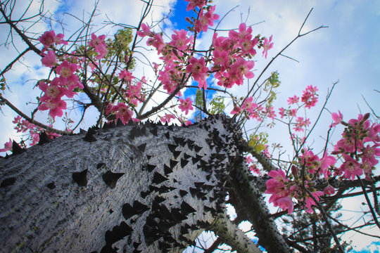 Beautiful delicate pink large flowers Chorisia or Ceiba speciosa growing on a tree whose bark is covered with spikes.